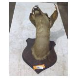 Mounted Deer Head Taxidermy on Wood Plaque