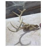 Whitetail Deer Skull and Antlers