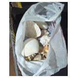 Collection of Assorted Seashells in Bag