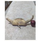 Vintage Antler Horn