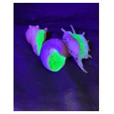 3 seashells filled with Uranium.