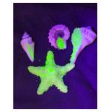 Seashells and starfish covered in Uranium glass.