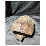 Turtle Shell