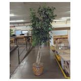 Potted Indoor Ficus Tree