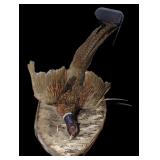 Mounted Pheasant Taxidermy Display