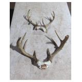 Collection of Mounted Antlers(14in)(10in)