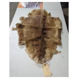 Beaver animal pelt