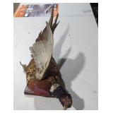 Taxidermy Ring-necked Pheasant Display