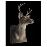 Vintage Deer Head Taxidermy Mount