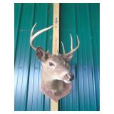 deer head mount