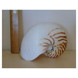 Tiger nautilus seashell beautiful!