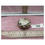 SEATTLE PUGET SOUND SEASHELLS