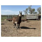 2 YEAR OLD MALE LLAMA, INTACT-HOME RAISED