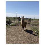 2 YEAR OLD MALE LLAMA, INTACT-HOME RAISED
