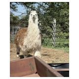 3 YEAR OLD MALE LLAMA , INTACT-HOME RAISED