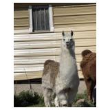 1 YEAR OLD MALE LLAMA, INTACT-HOME RAISED