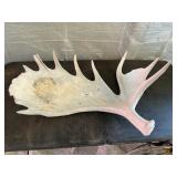 MOOSE HORN