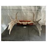 MOOSE HORNS
