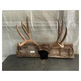 HORNS AND BIT DISPLAY APPROX SIZE 34' LONG