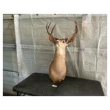 MOUNTED DEER HEAD