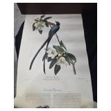 John James Audubon Print of Yhe "Fork-tailed