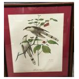 Framed Ray Harm Yellow Billed Cuckoo Print