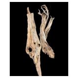 Drift Wood