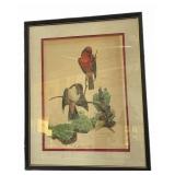 Ray Harm Lithographs-Vermillion Flycatcher &