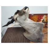 Eland antelope mount 21in antlers