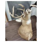 Deer mount