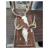 2 skull mount