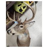 Deer mount