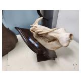 Warthog skull mount