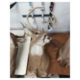 Deer mount