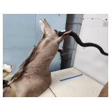 Kudu mount 38in antlers