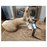 Impala antelope mount 16in antlers