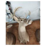 Deer mount