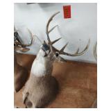 Deer mount