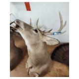 Deer mount
