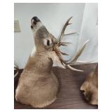Deer mount