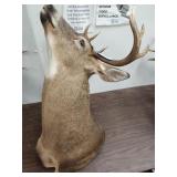 Deer mount
