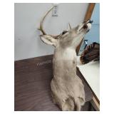 Deer mount