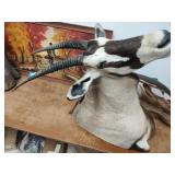 Gemsbok antelope shoulder mount 37in antlers