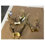 3 sets of deer horns