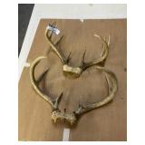 2 sets of deer horns