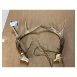 2 deer horns