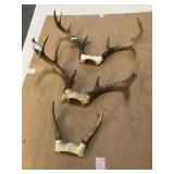 3 sets of deer horns