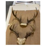 2 sets deer horns