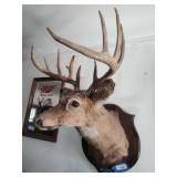 Deer mount