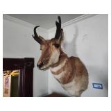 Pronghorn mount